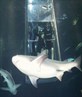 feeding sharks in mexico 02