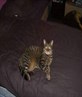 my cat, aww.