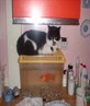 my cat how could u shoot her 