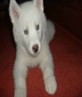 skye as apuppy