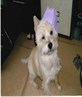 My dog Margie drunk at Christmas