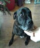monty ma dog