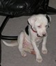 blueberrry our puppy