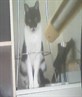my cat (maw maw)