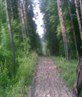 wavy trees dont ask
