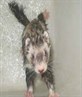 its my ferret monkey!