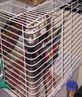 evil ferrets