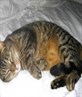 My cat, how gorgeous is he?!?!