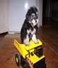 puppie