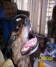not me, but my dog charlie