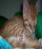 My kitty Garfield when he was a baby...