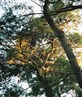 Prettty Trees in Croatia