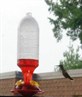Hummingbird on my balcony