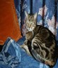 M y Cat Bandit