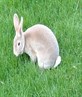 Aww, my lovely bunny