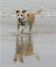 My beloved dog, george