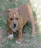 WoOf wOoF..My little Beast, Tye.. awww teehee