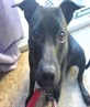 My LiL dOg