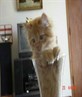 u like my pussy CAT!!!!!!