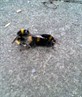 look what there doing