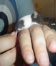 my babygirl mouse, oreo