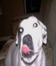 dog on drugs!! 