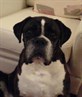 Butch (Son of Cassie)