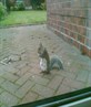 Eminem Squirrel