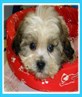 Another one of my pups!!! luv ya daisy!!