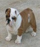 my lil dog chubby