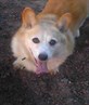 my cute little dog