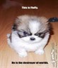 evil lil tw@