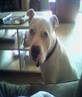 my dog