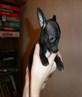 me lil pup!!!!