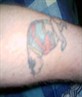 my bull dog tatoo