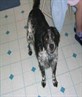 My Doggy....Shrek