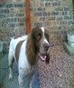 the hound! :)