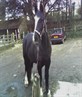 *My hOrsE*