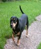 DIXIE DOG!!!