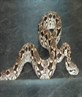 My Madagascan Boa JD