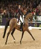 Countessa J in riding compteition (dressege)