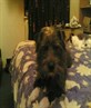 My lil' doggie, cute like me :)