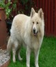 Our Dog, Taz