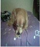 An a Brody...