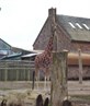Cool Giraffe