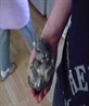 this is me baby rabbit asleep (bugster)