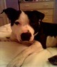 tai me dog