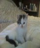 ma lil kitty