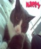 My Kitty Cat ! 