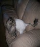 my poor shaved kitty